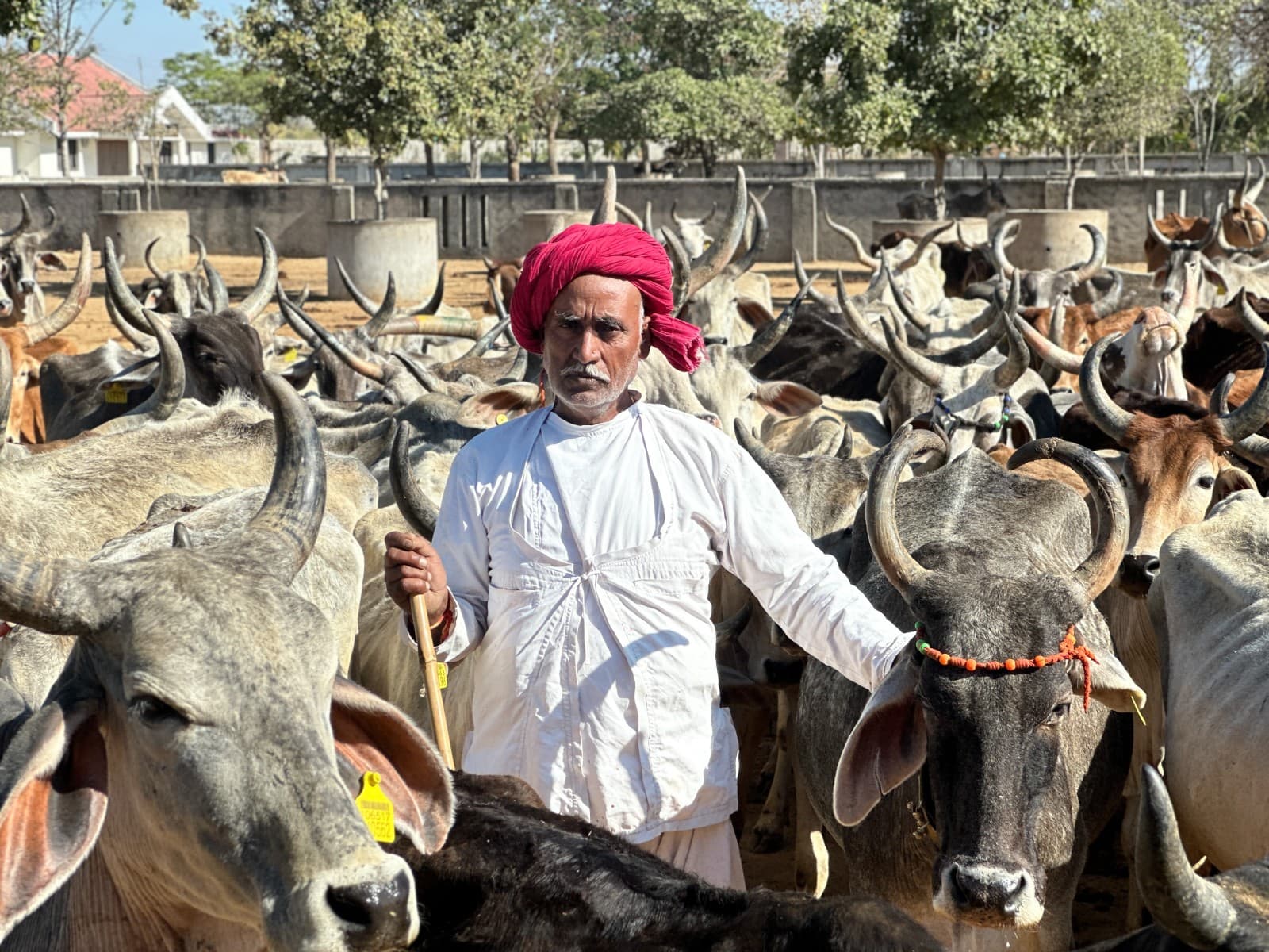 Nourishment at Suri Prem Jeevraksha Kendra
